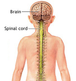 Picture of brain and spinal  cord